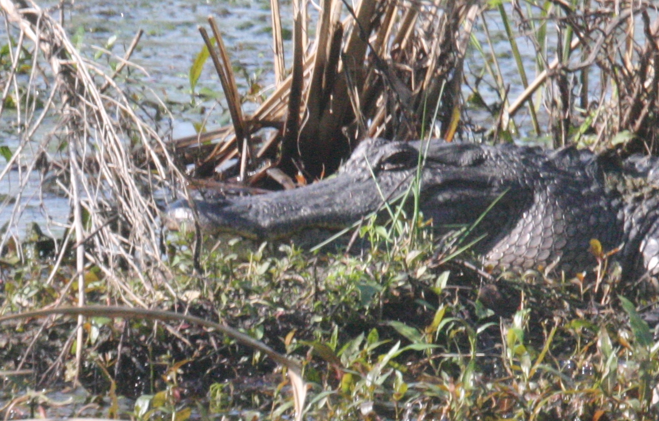 Gator at the MNP