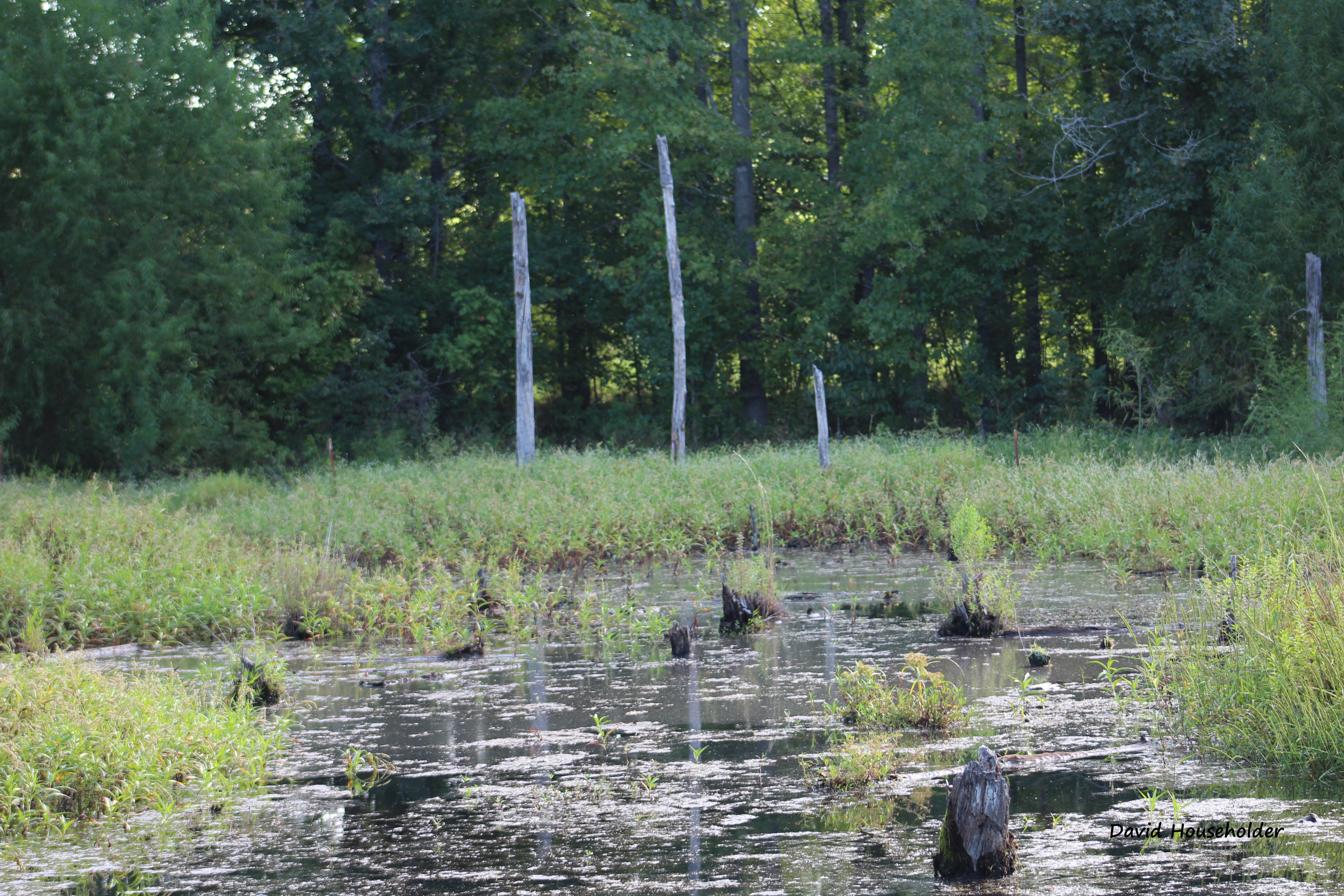 Nature Preserve Picture