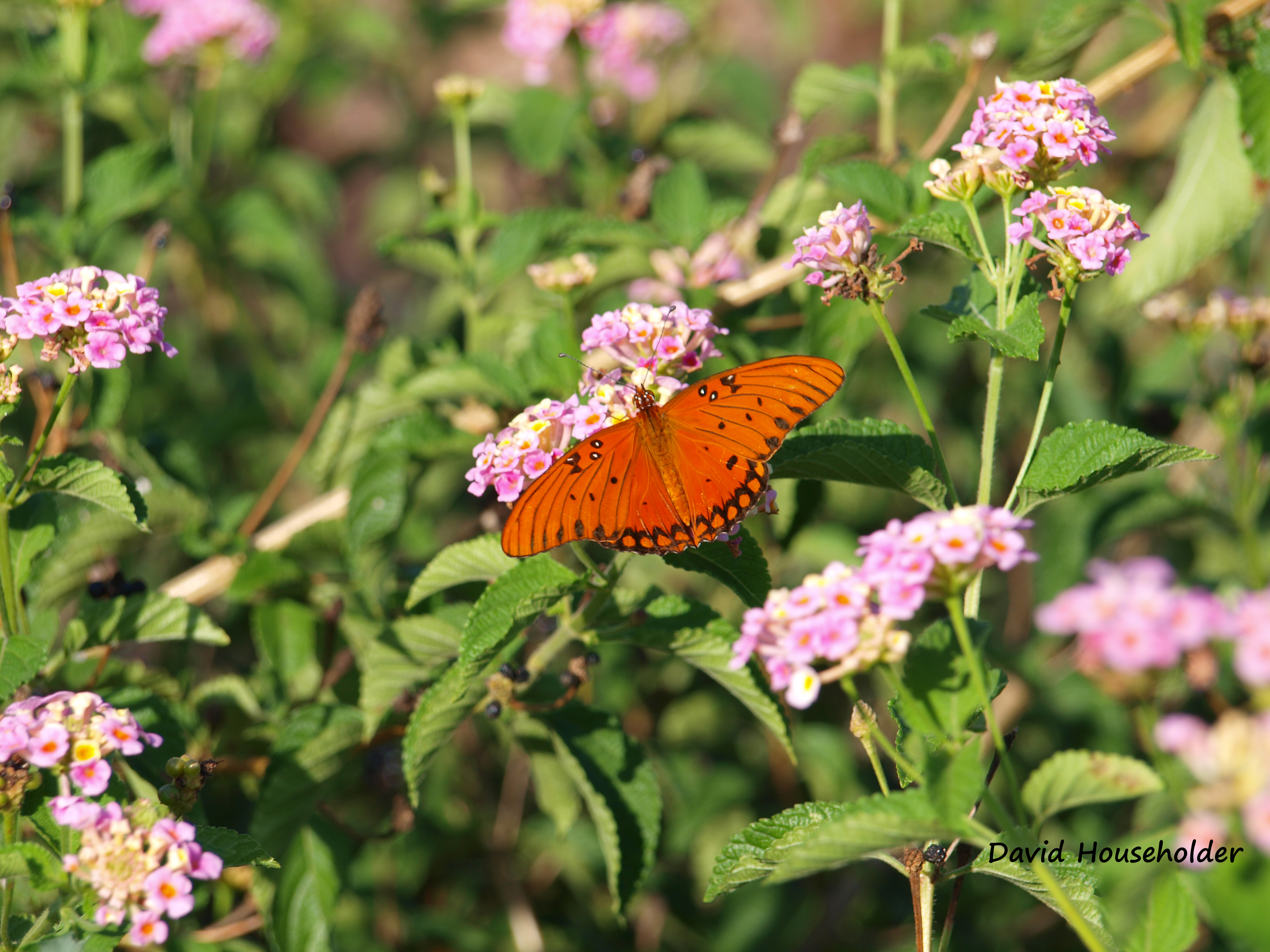 Nature Preserve Picture