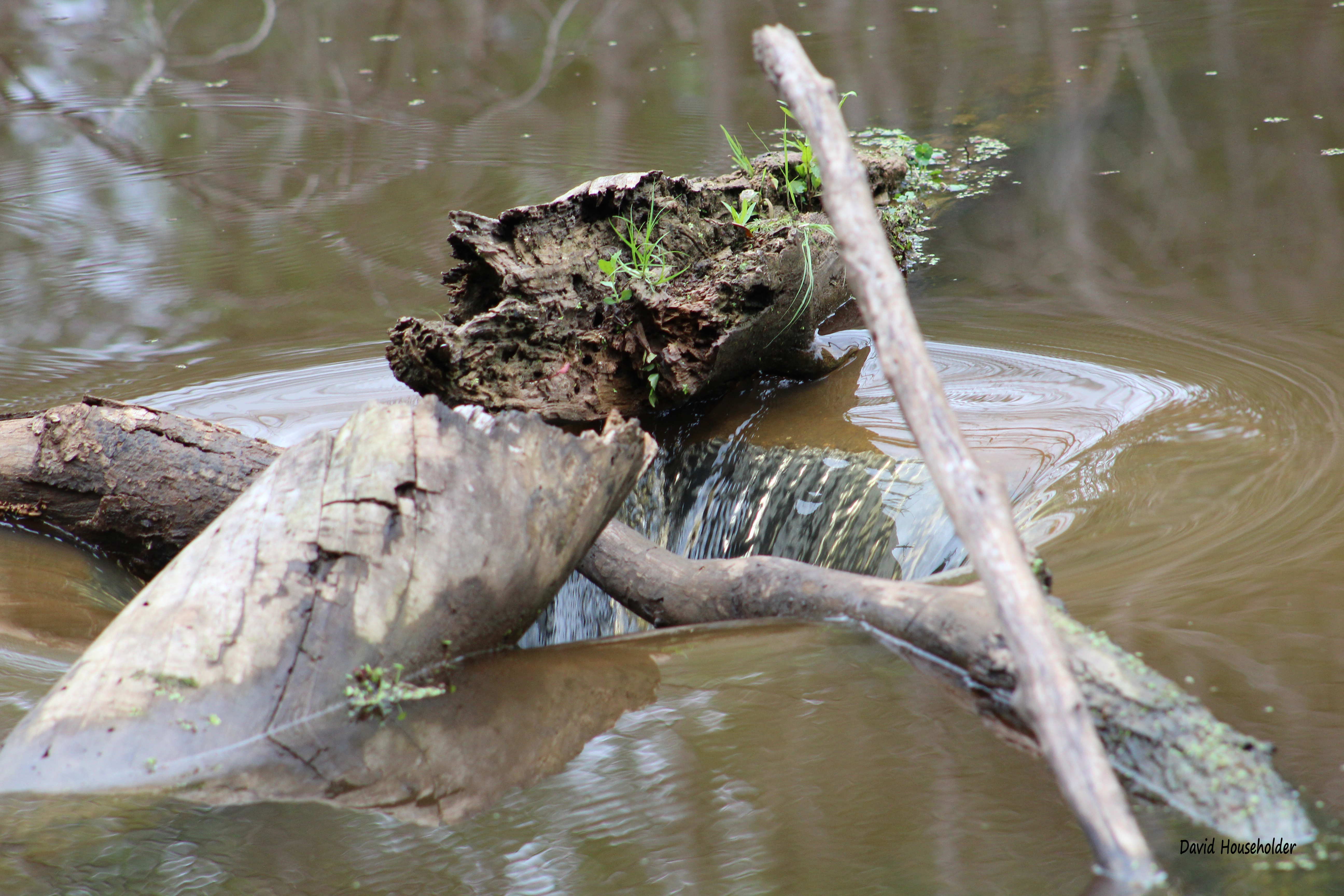 Nature Preserve Picture