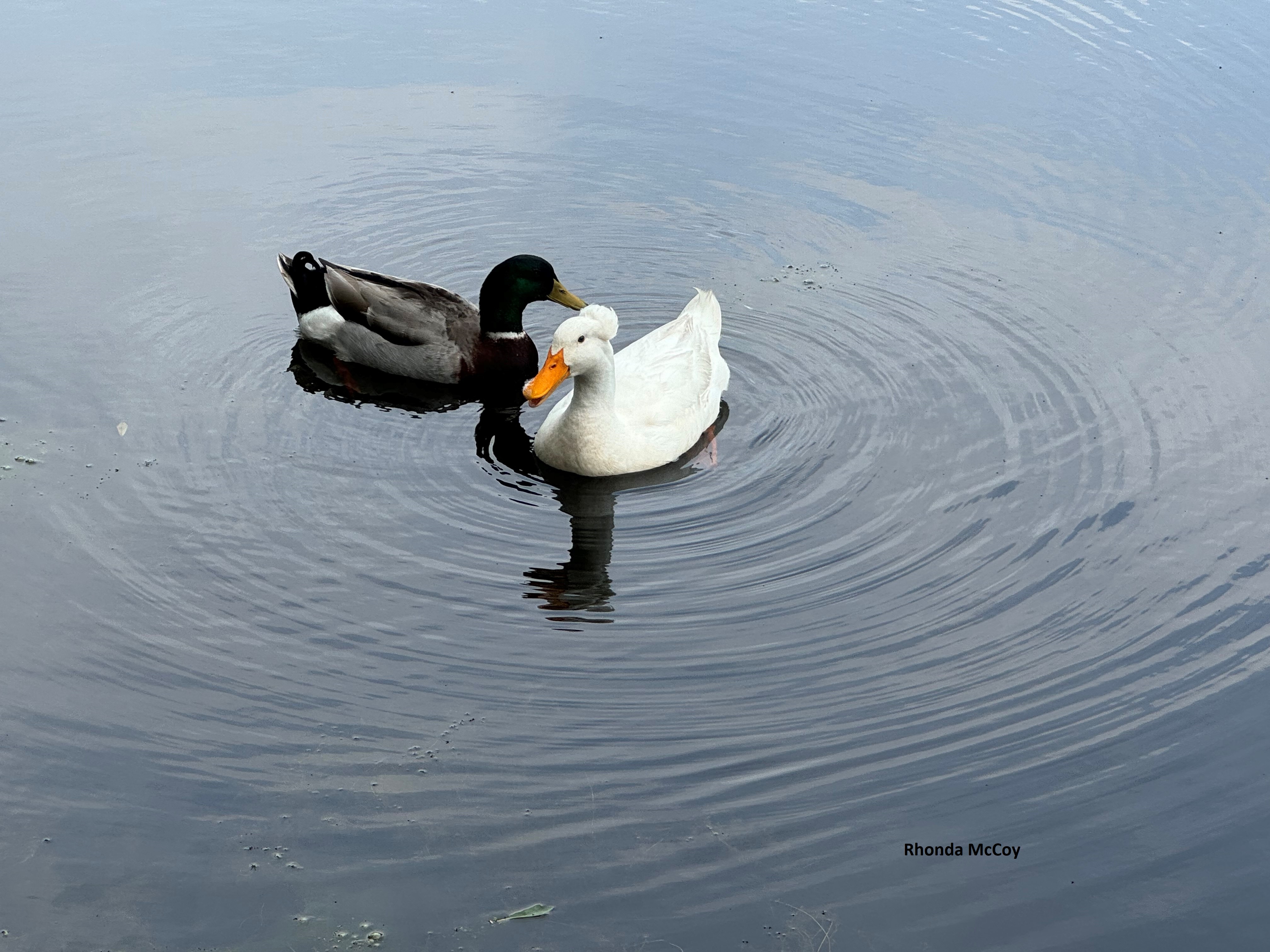 Nature Preserve Picture