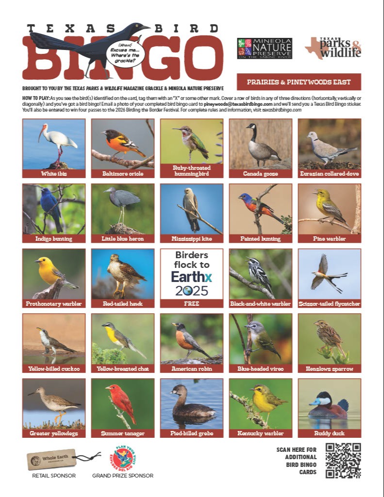 Bird Bingo Pineywoods