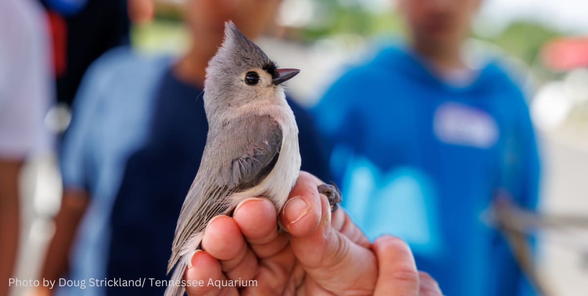 Park Creek Restoration and Conservation Project | Park Creek School