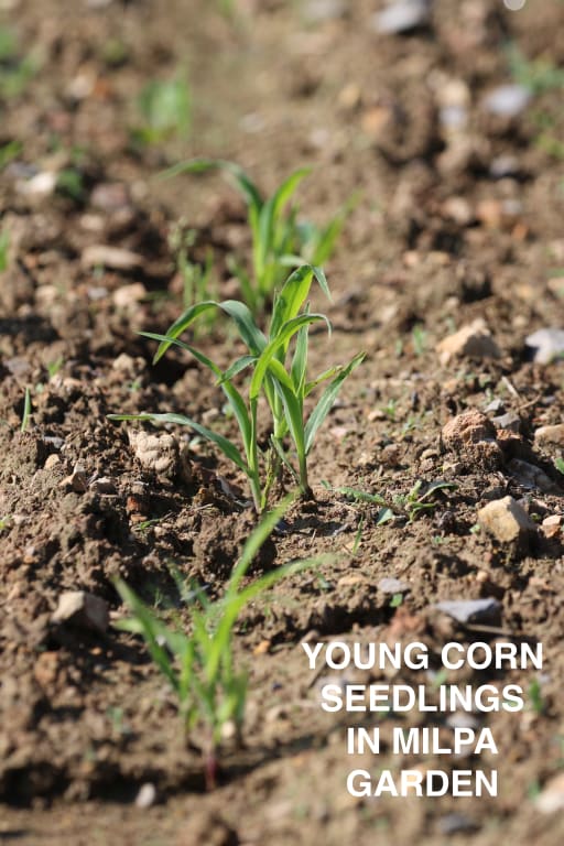 Park Creek Garden Project Park Creek School