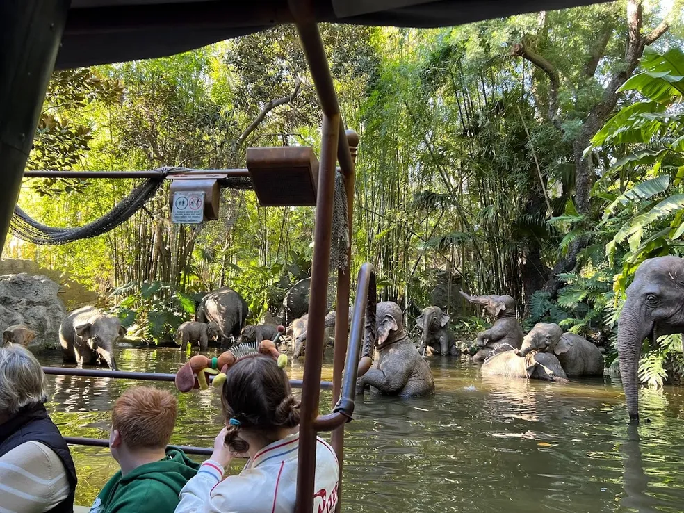 students observing elephants