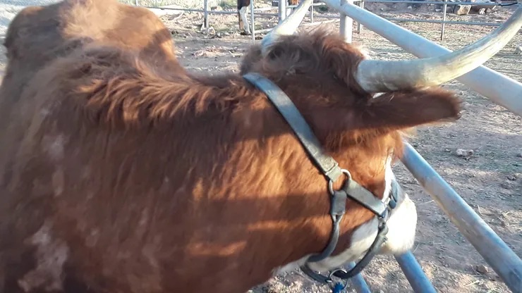 cow