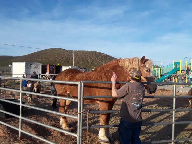 person petting a horse
