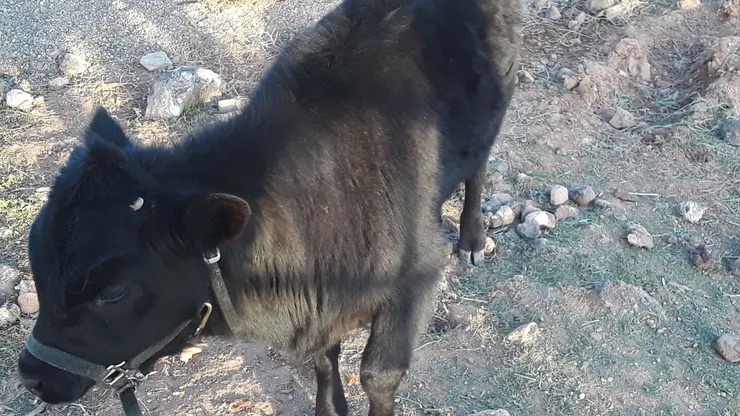 cow