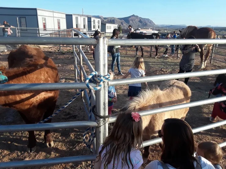 horses on stables