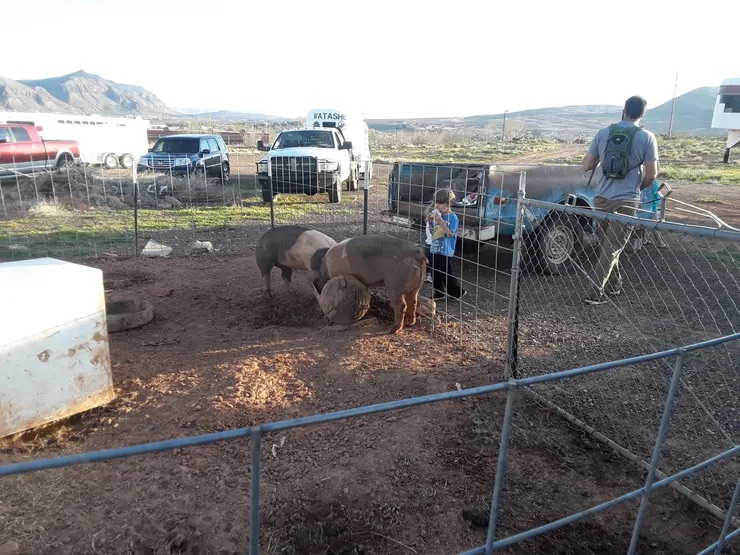 pigs