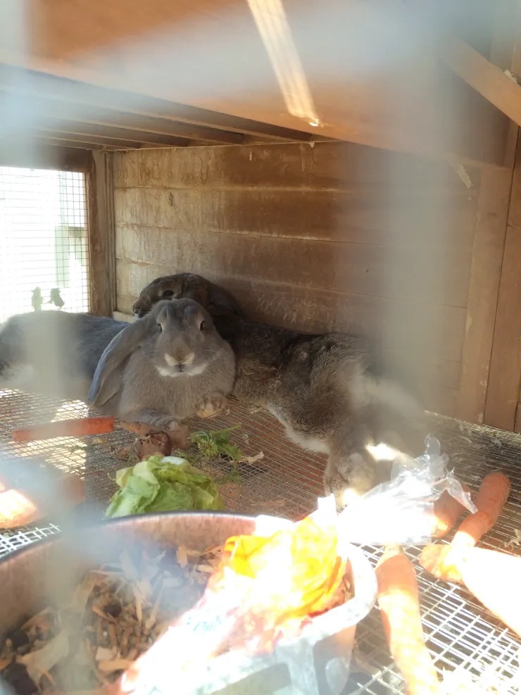Two rabbits resting in a wooden hutch with a wire bottom, surrounded by vegetables and hay.
