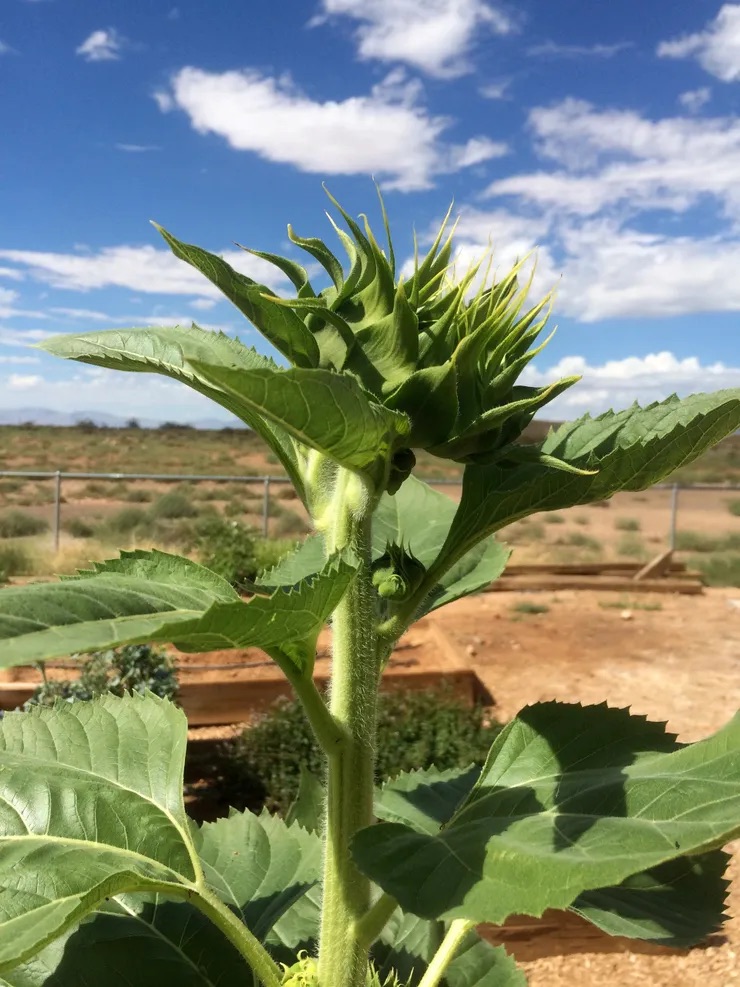 A single, vibrant sunflower stands tall in the foreground of a desert-like landscape under a clear blue sky.