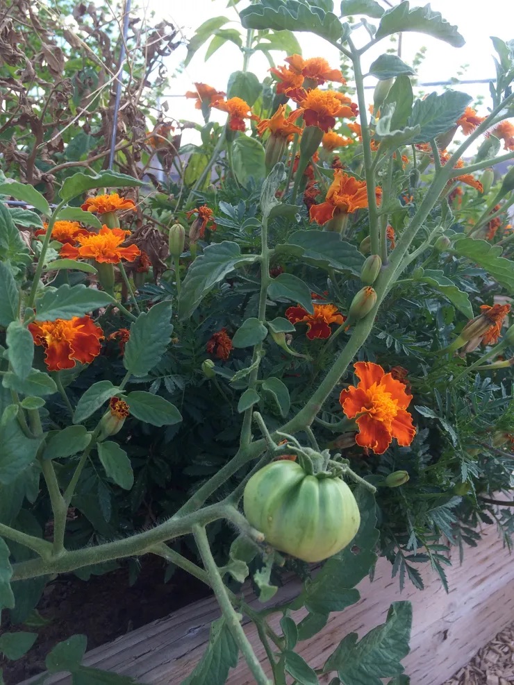 An orange flowered plant with a small green tomato, blooming in the foreground.