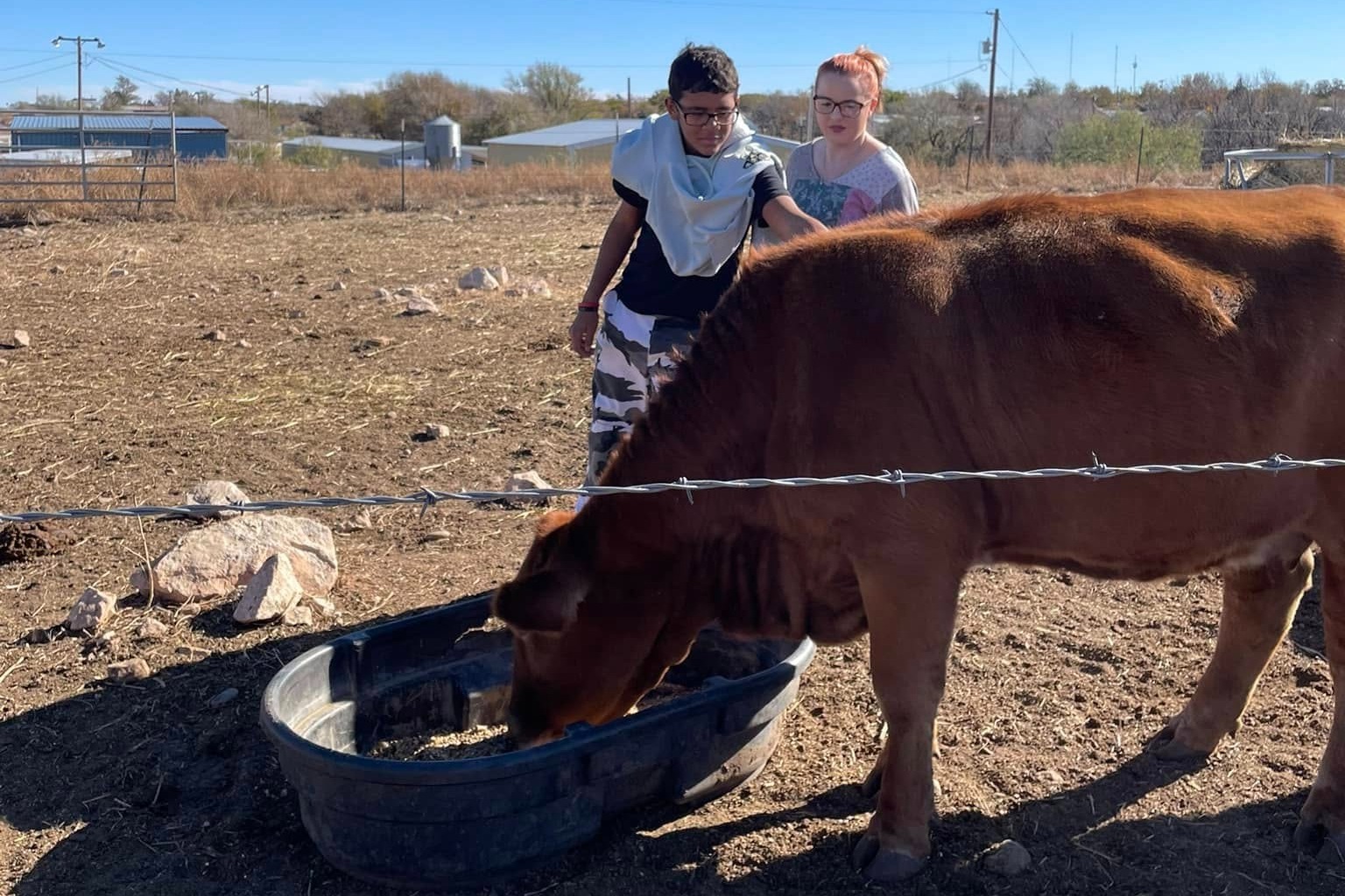student working with cow