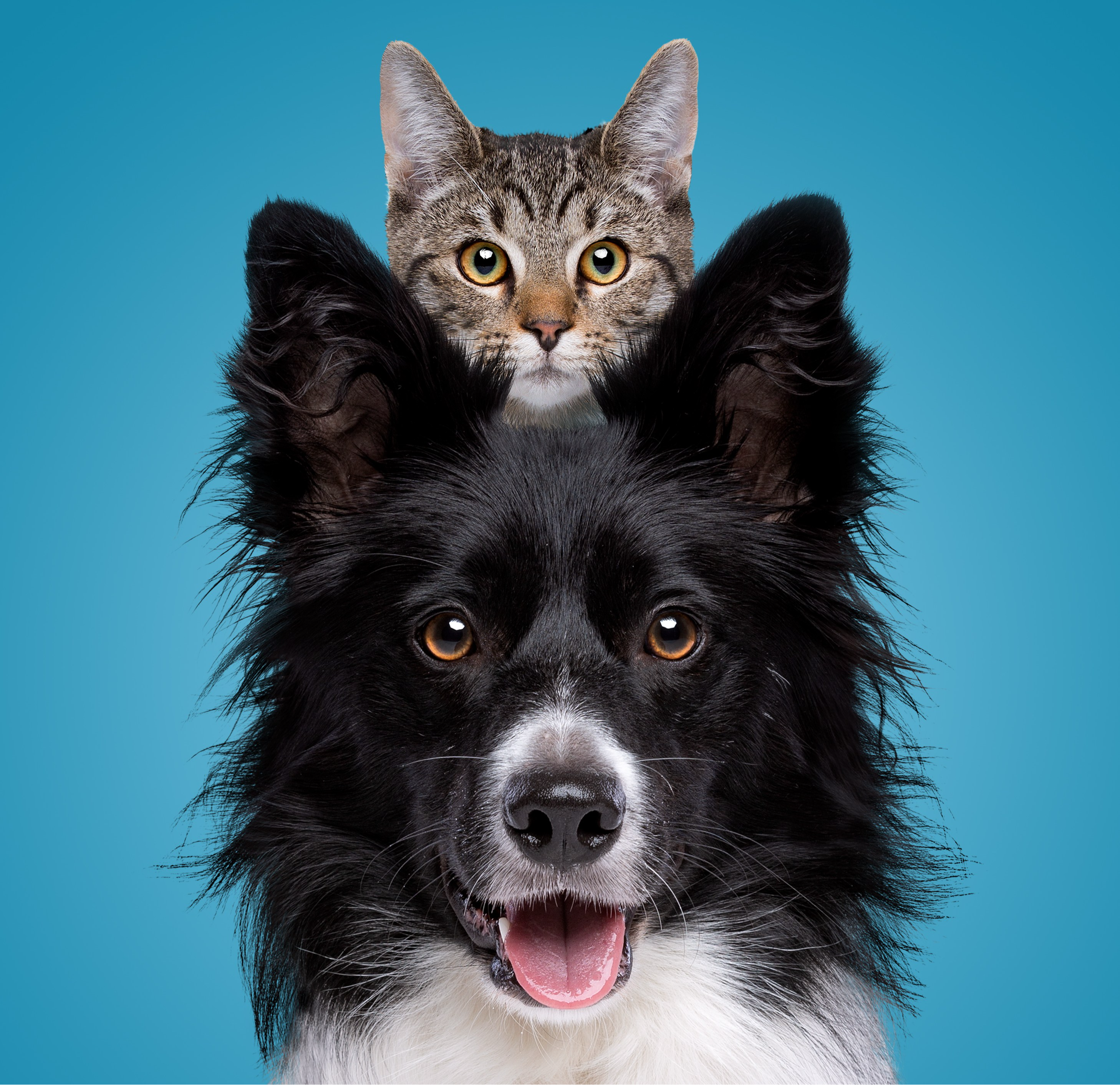 dog and cat