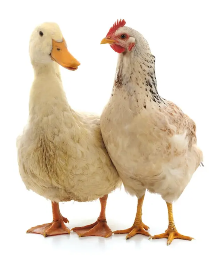 duck & chicken