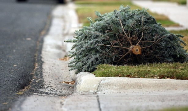 tree pick up