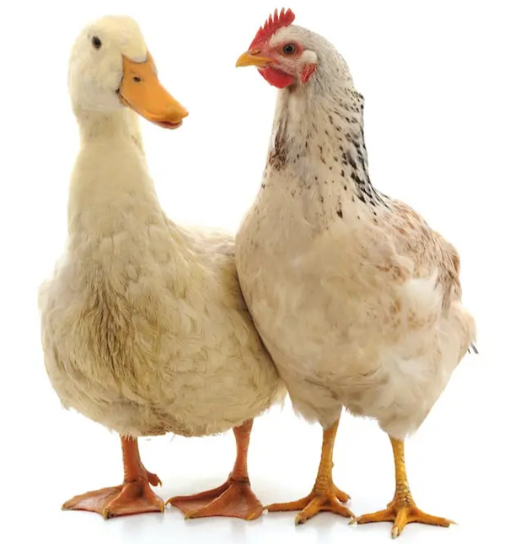 duck & chicken