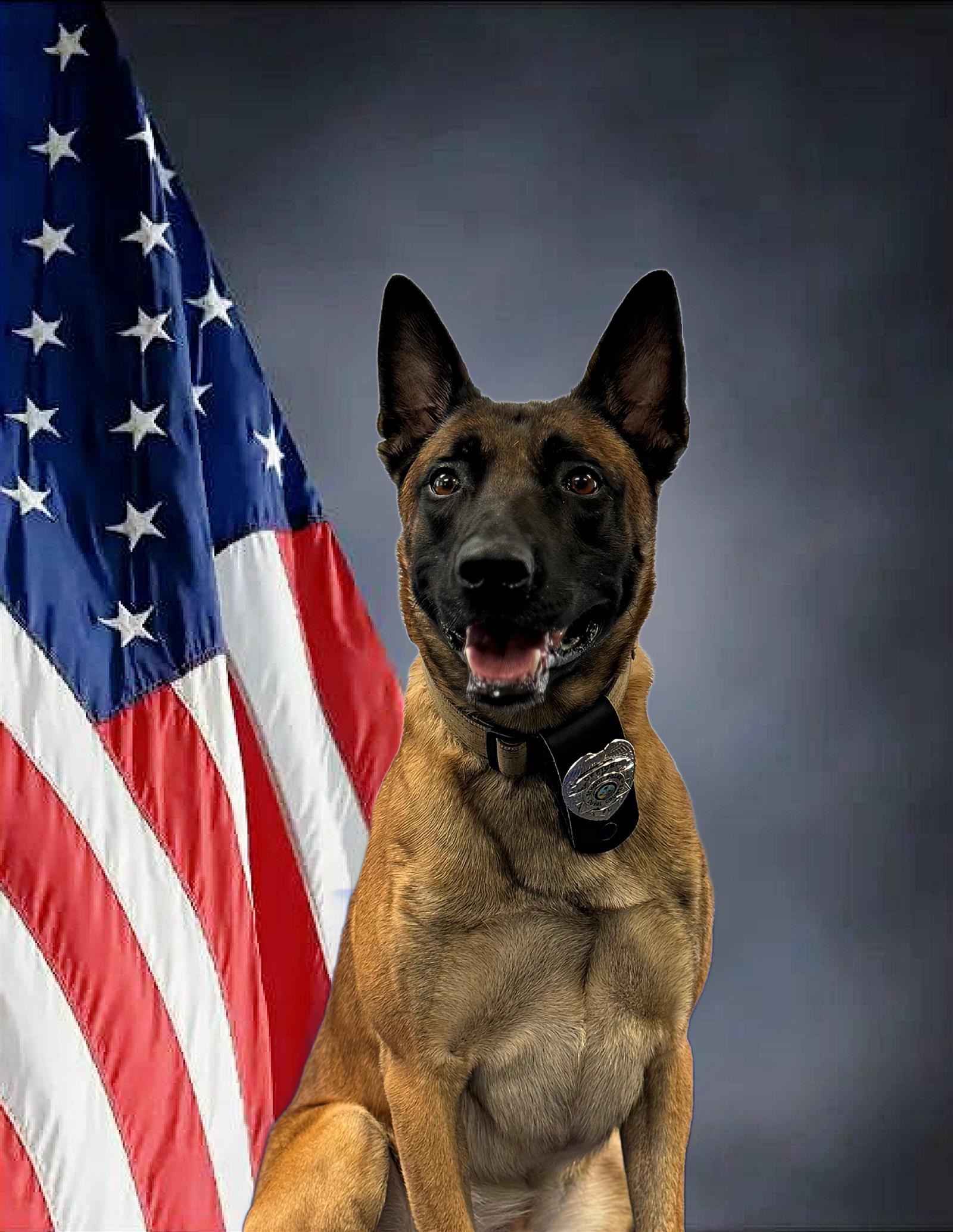 German Shepard police K9 Maverick