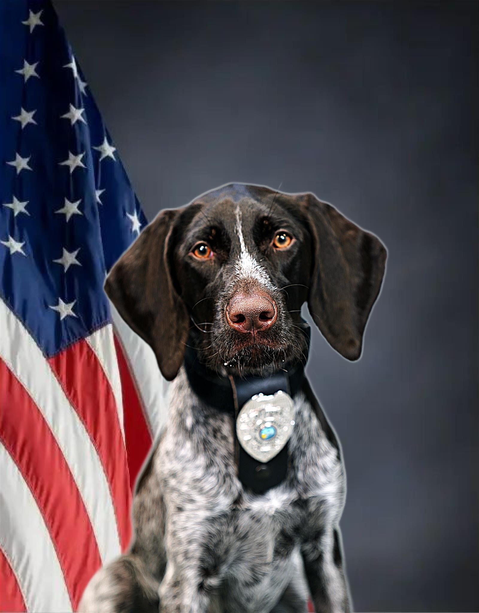 German Shorthair Pointer K9 Penny