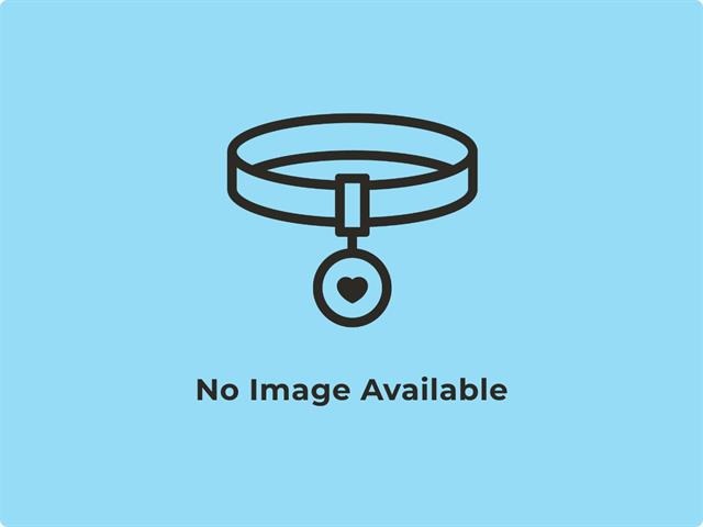 Dog Collar No image available