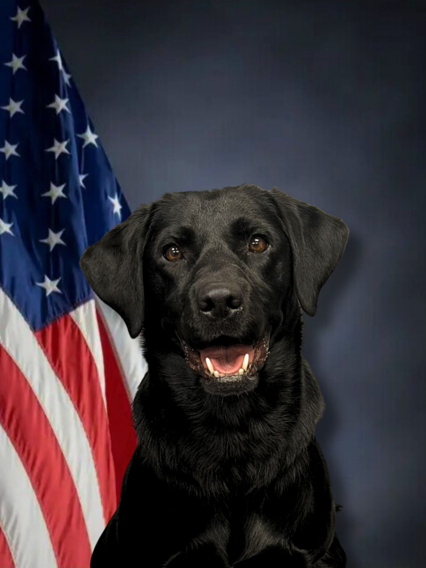 Police K9 dog Daisy