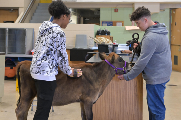Two students in a classroom tend to a brown calf; one brushes its back while the other holds its lead rope near the head.
