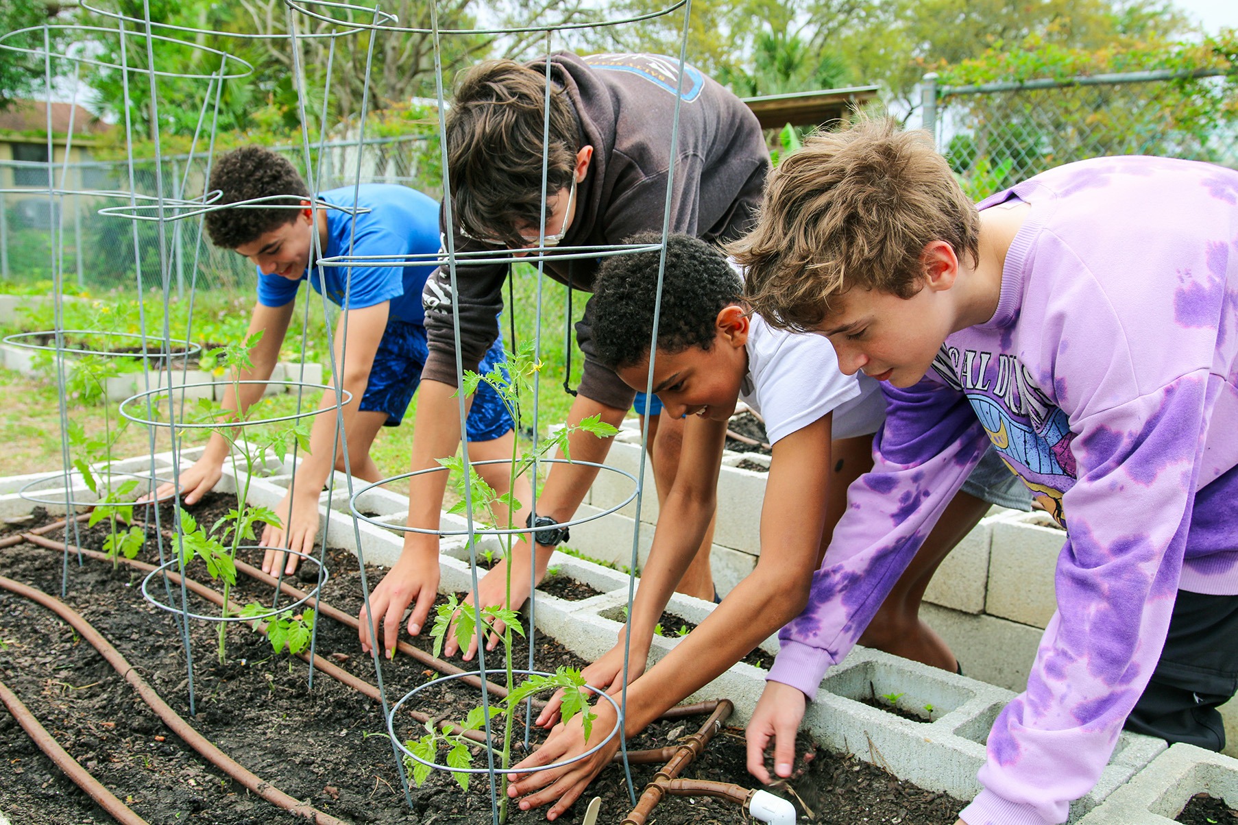 Four boys in different colored tops tend to plants in an outdoor garden, with green plants and soil.
