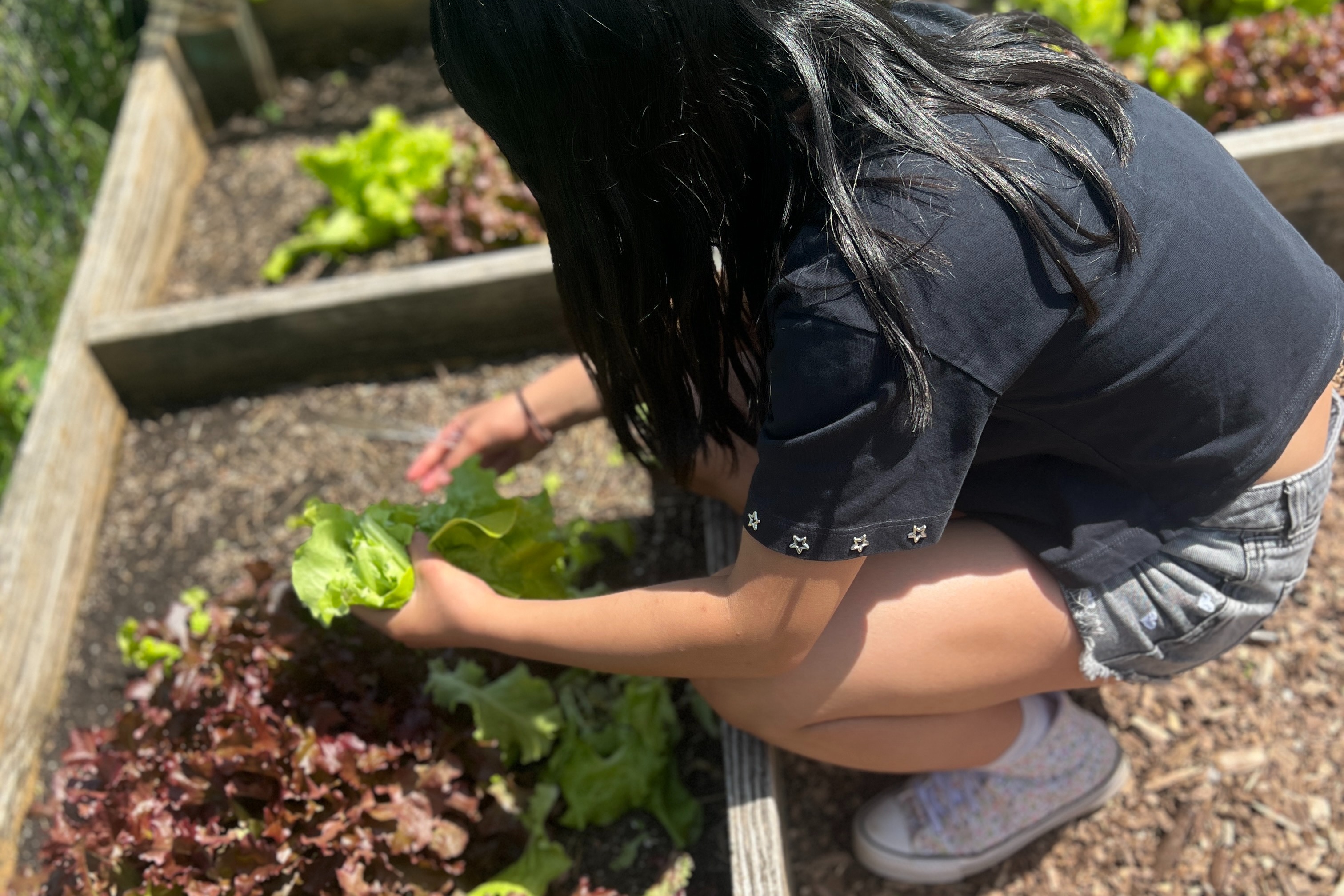 Student harvests from thr MPES garden