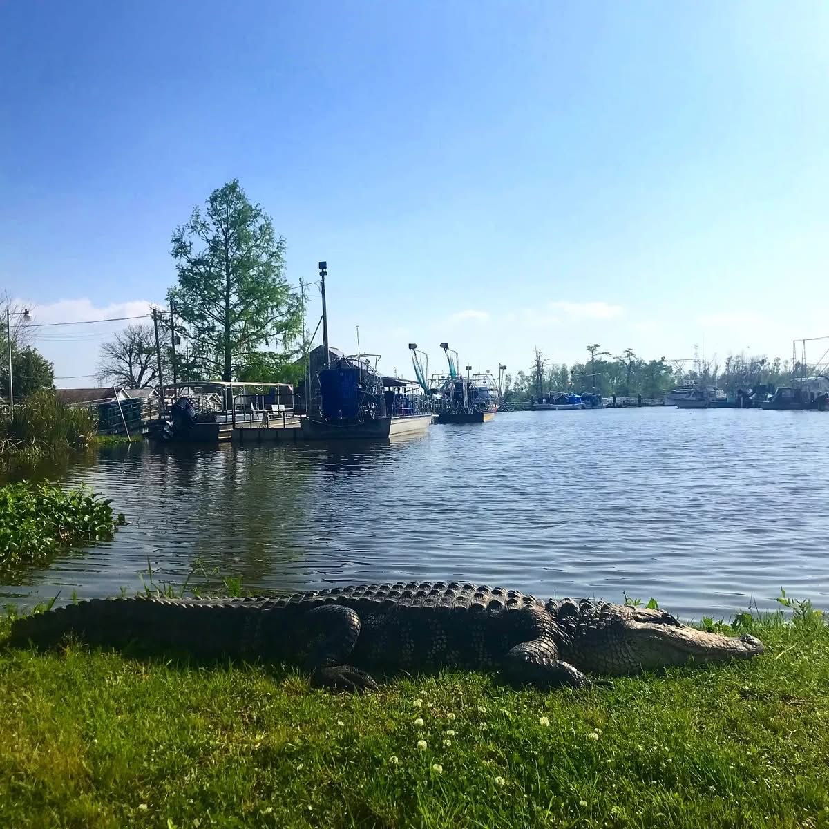Big Gator