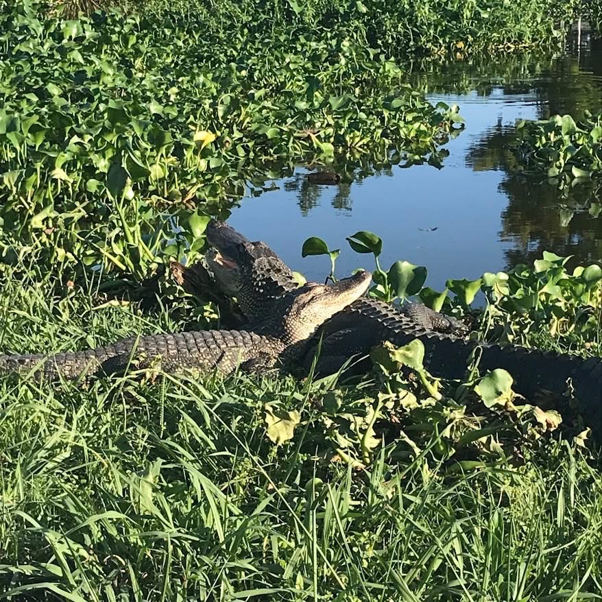 Friendly Gators
