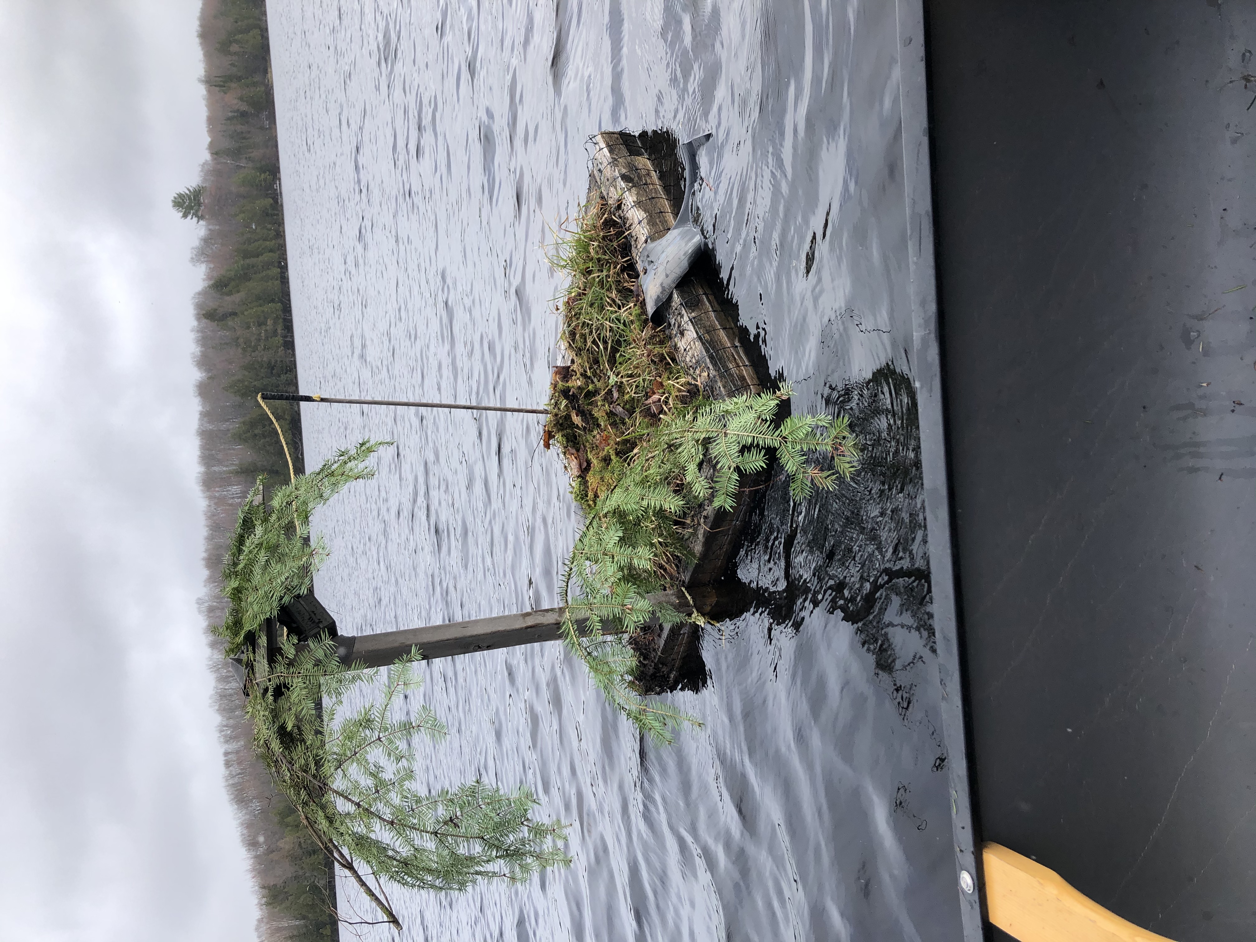 A tree that has fallen on top of a boat