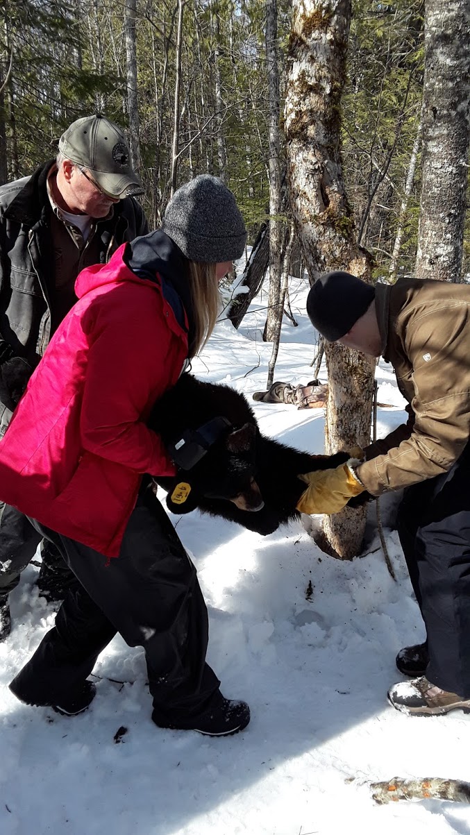 A group of people standing around a bear in the snow