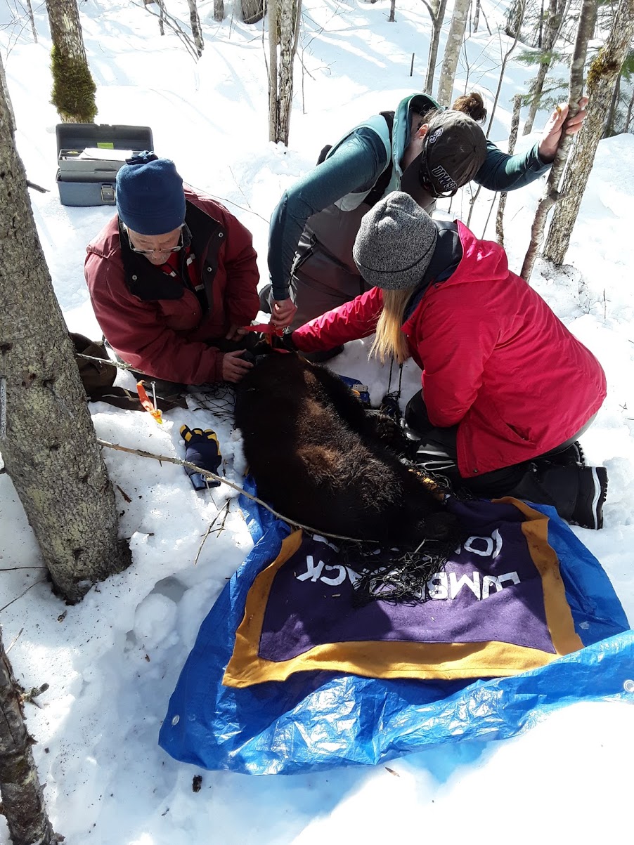 A group of people standing around a bear in the snow