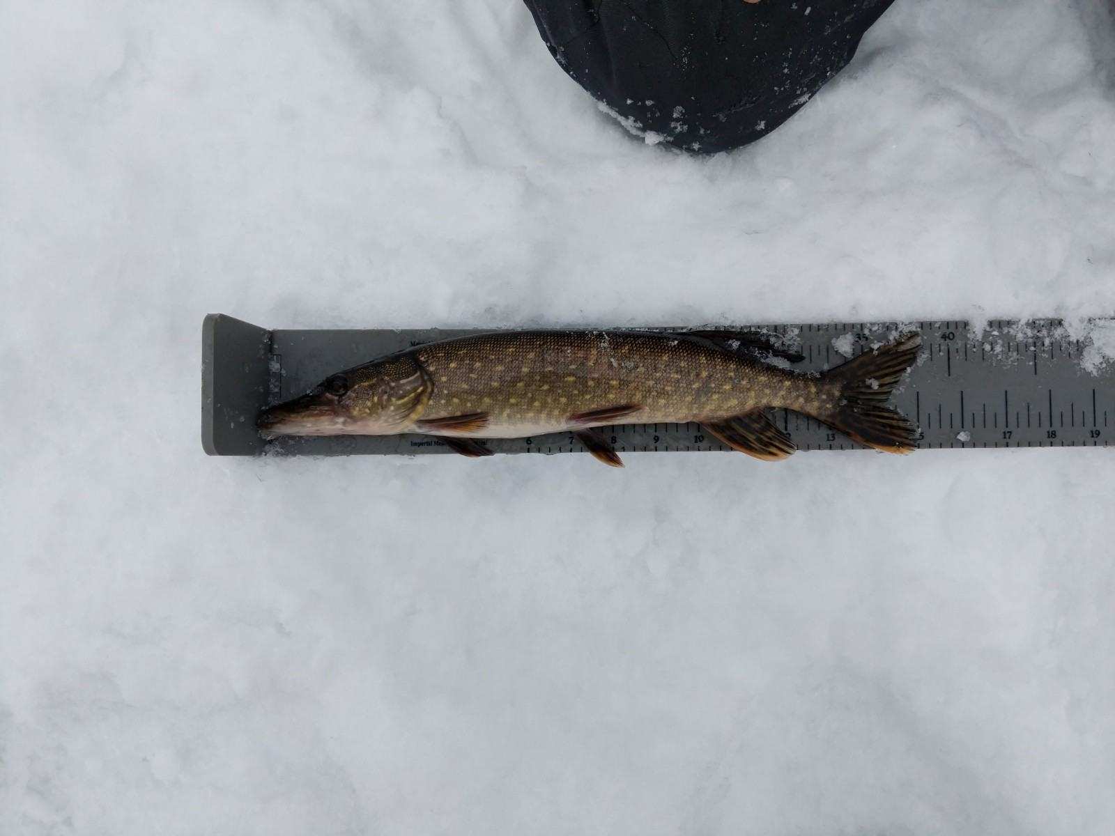 A person holding a fish on a ruler in the snow.