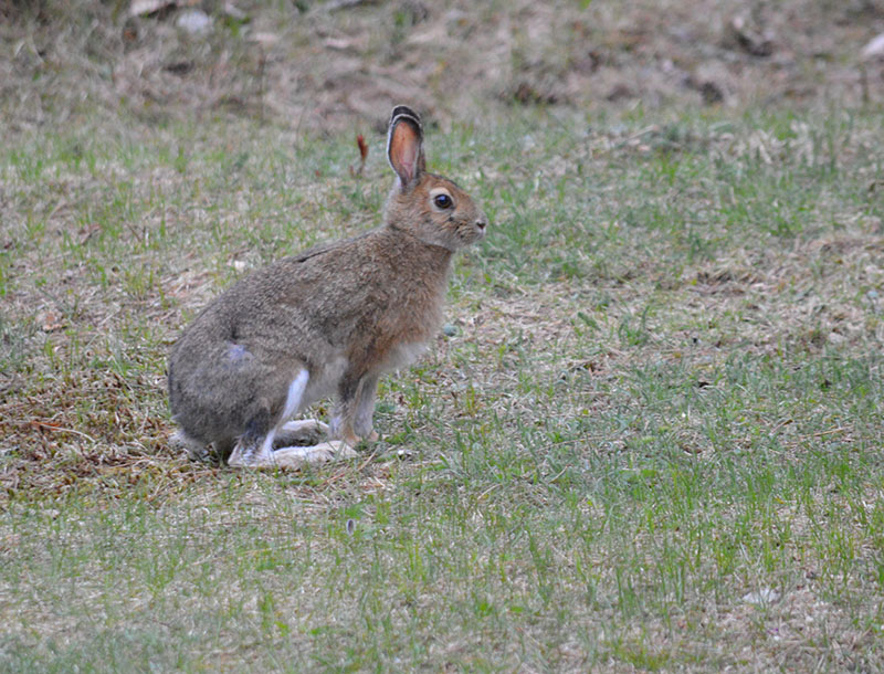 An image of a Rabbit