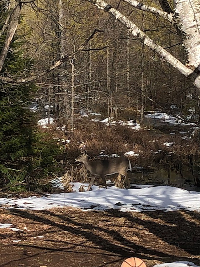 An image of a Deer