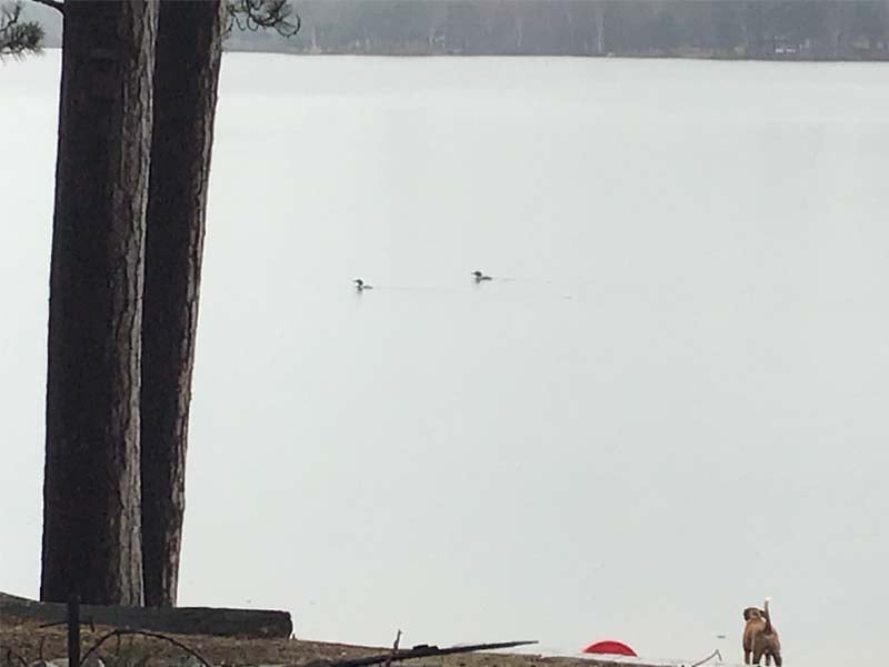 Loons and Dog