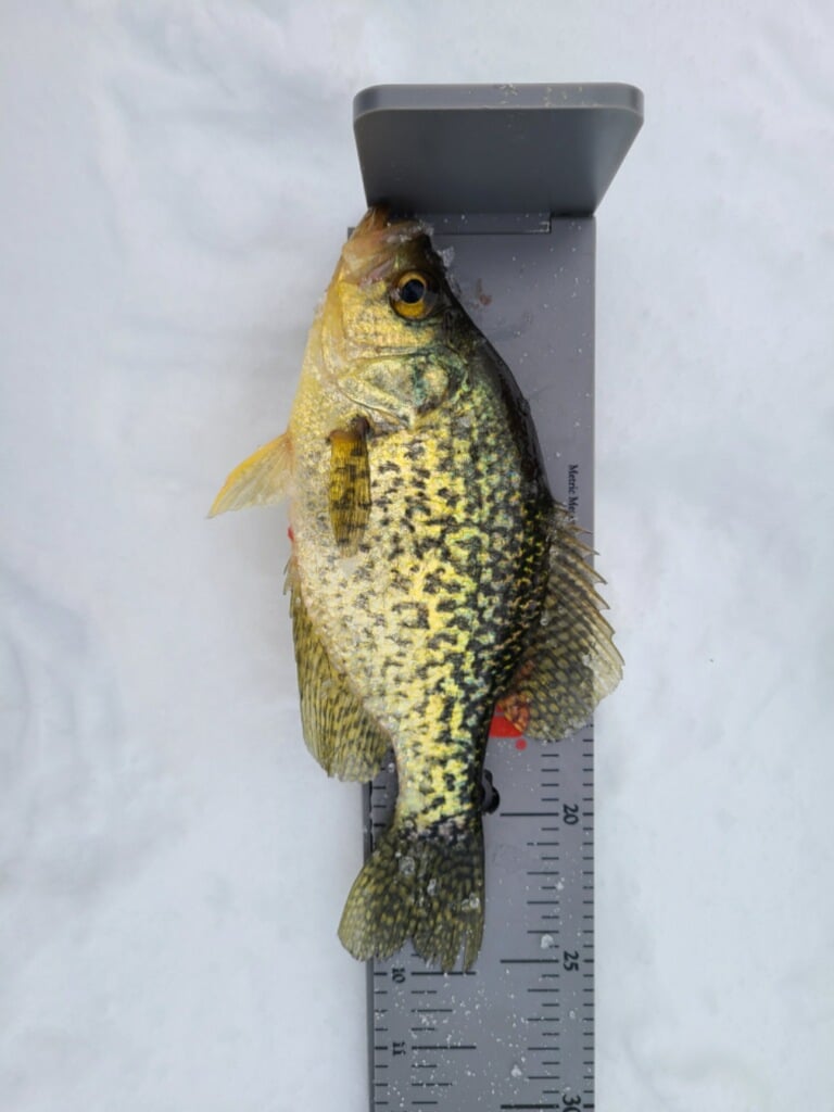 A small fish perched on a ruler, showcasing its petite size and contrasting colors.