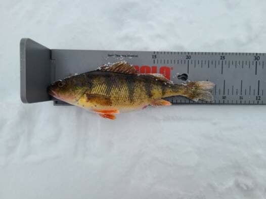 A perch fish lying on the ice next to a ruler, measuring its length.