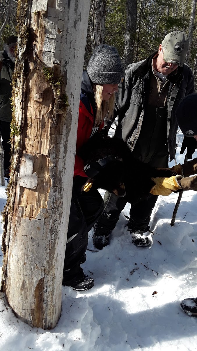 Students participated in an Orphan bear research