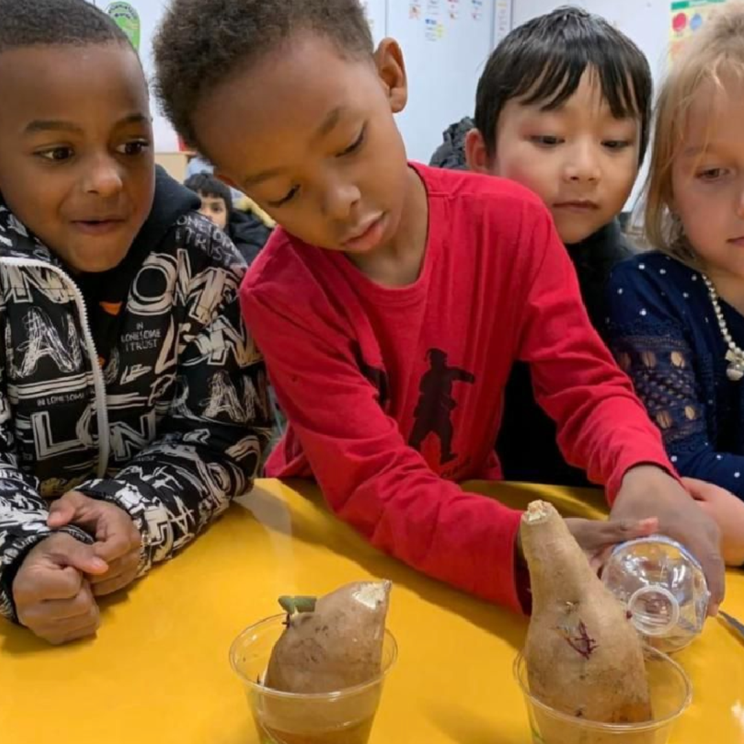 Four students pouring water into a cup with a potato in it.
