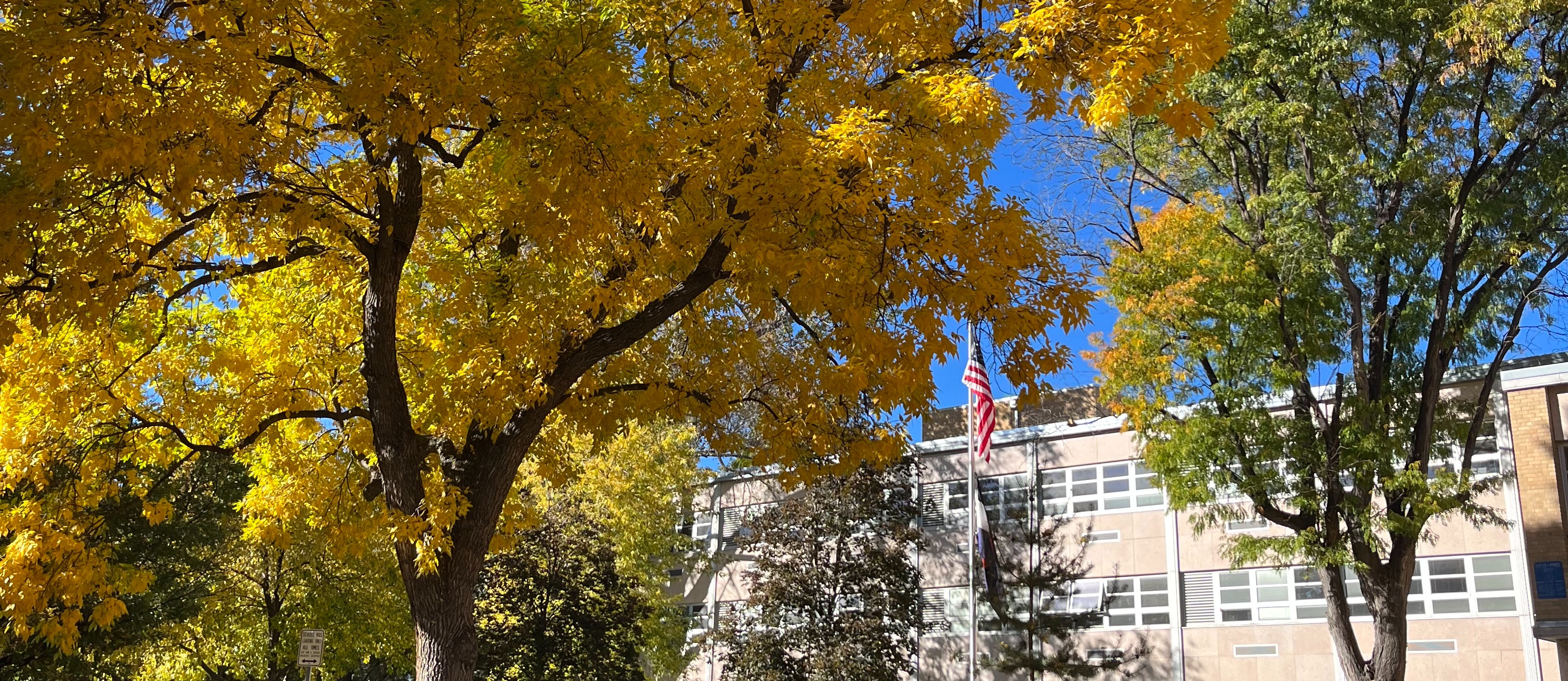 A tree with yellow leaves stands in a park. A building is in the background.