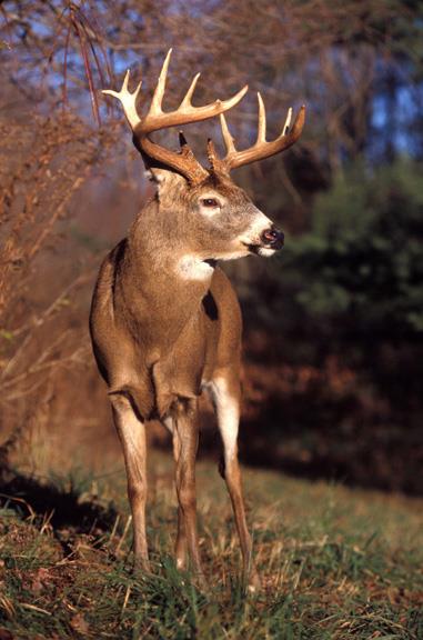 A picture of a full grown deer with trees at the background.