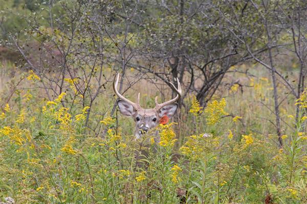 A picture of a deer trying to hide behind green plants with trees at the background.