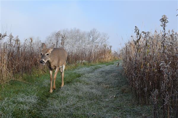 A picture of a deer walking with tall grasses on the side.