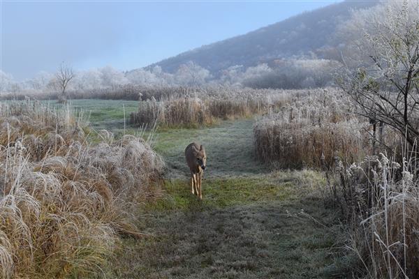 A picture of a deer walking with tall grasses on the side and a blue sky at the background.