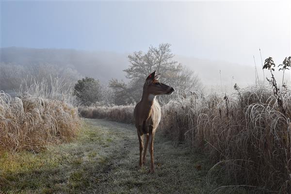 A picture of a deer standing with tall grasses on the side and a blue sky at the background.