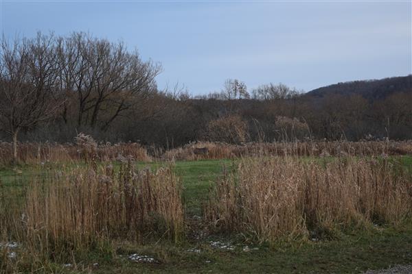 A photo of a deer standing in a field of tall green grass, with a forest line in the background.