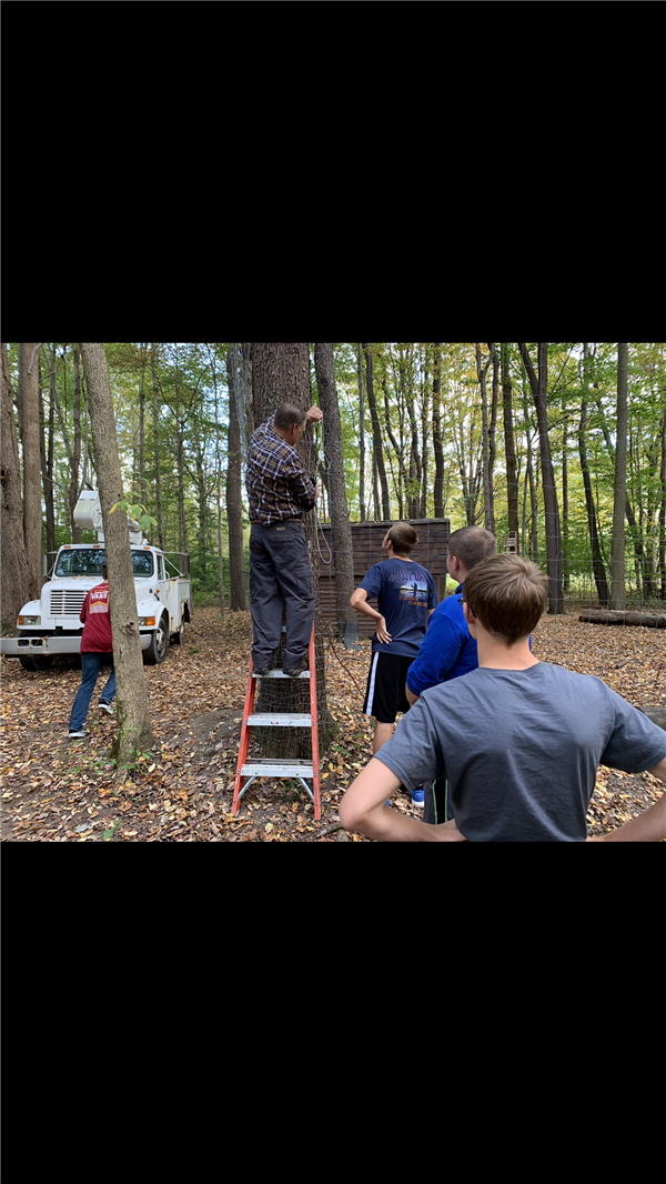 People watching a guy on the ladder trying to climb a tree.